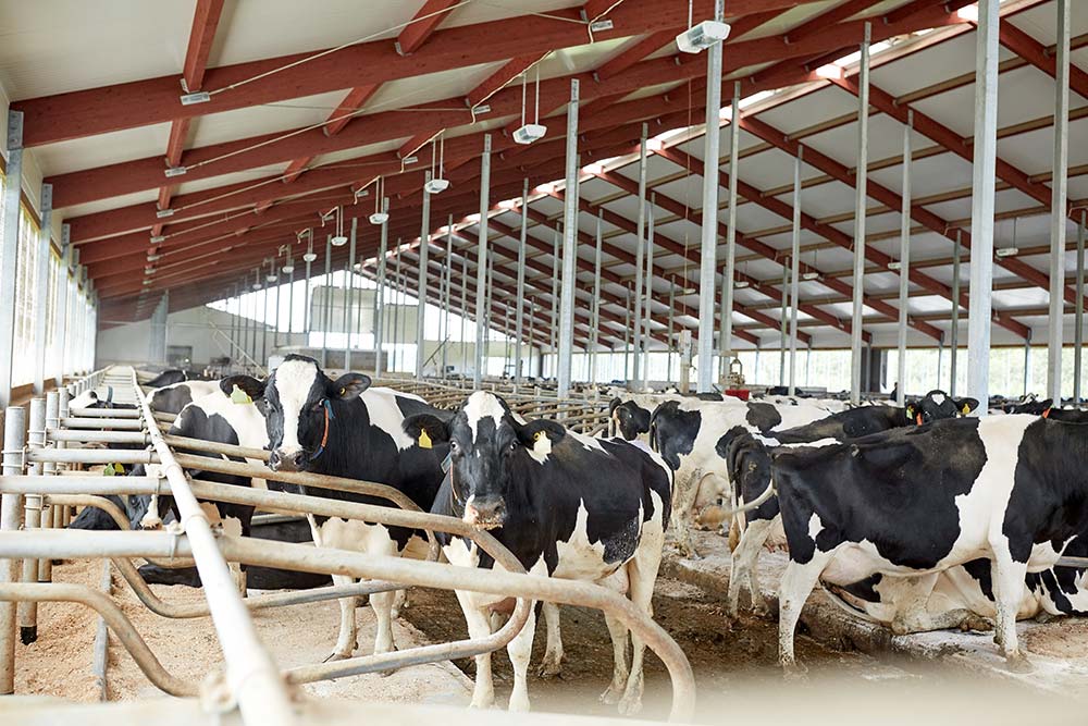 corral de vacas SuperNova