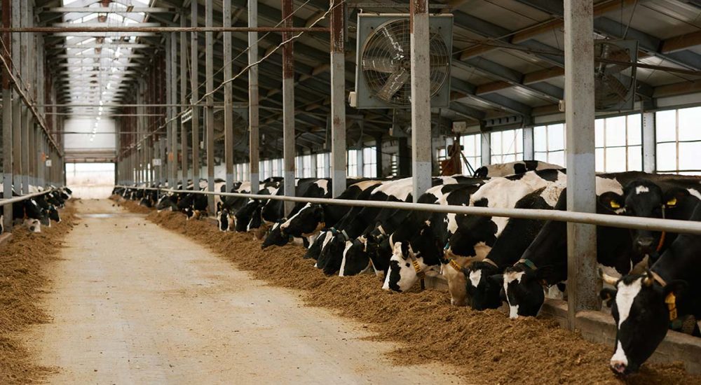 vacas en la granja de SuperNova 2